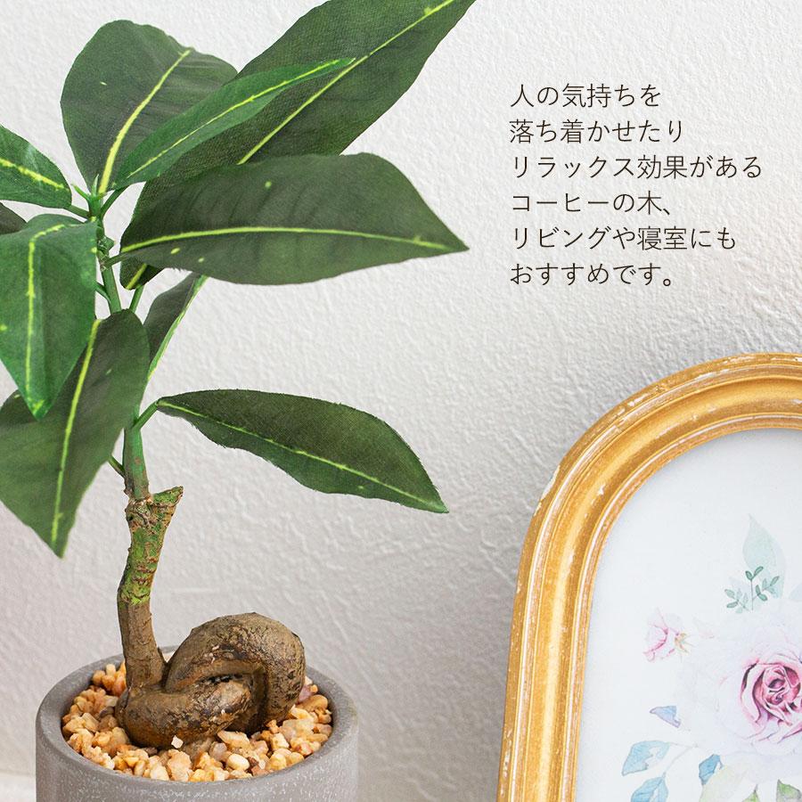 コーヒーの木 合成樹脂鉢 お皿付き 観葉植物 コーヒーの木 10号 プラスチック鉢 | 観葉植物ならHitoHana