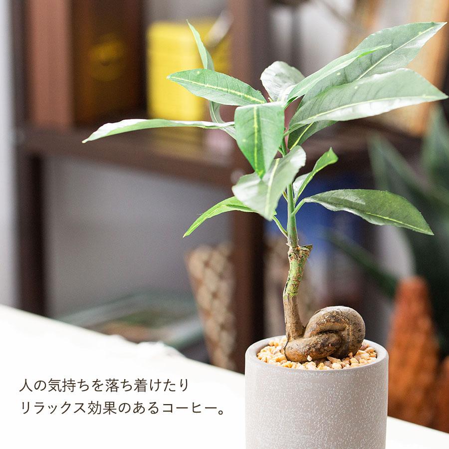 コーヒーの木 セメント風ポット フェイクグリーン : 花とインテリア