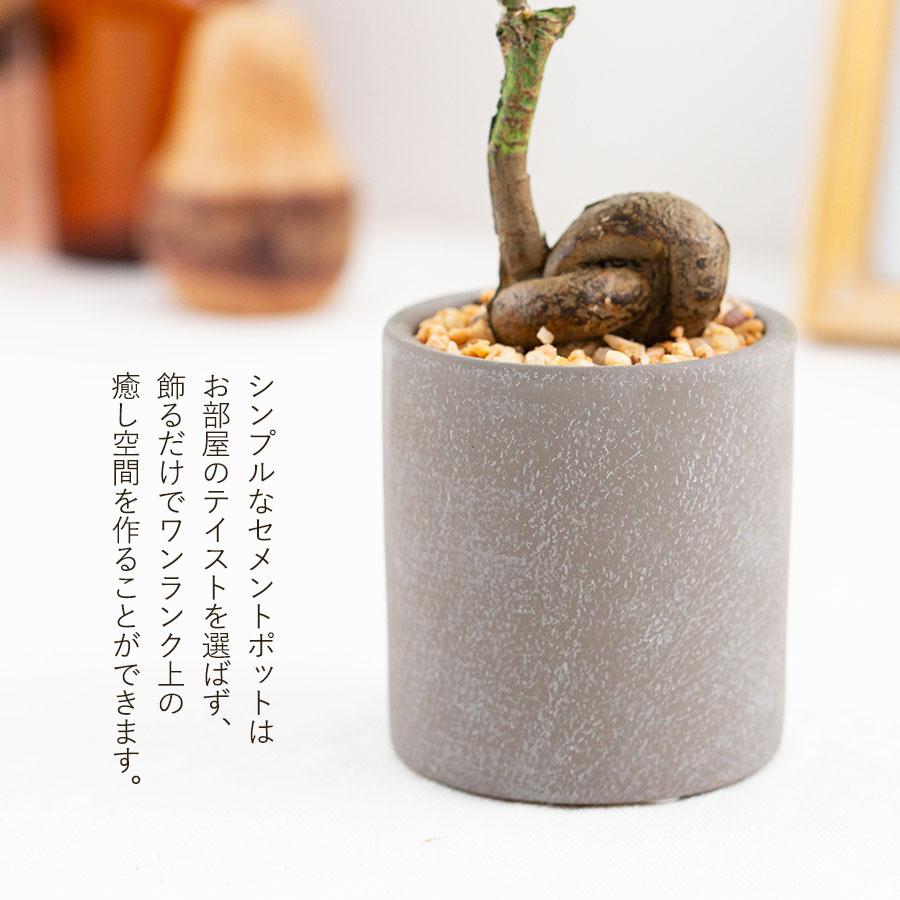 コーヒーの木 セメント風ポット フェイクグリーン : 花とインテリア