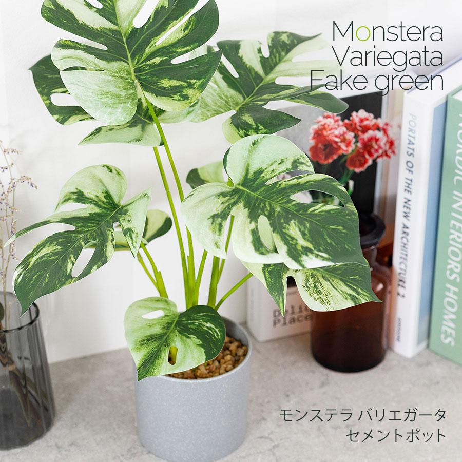 モンステラ バリエガータ セメントポット フェイクグリーン : 花と
