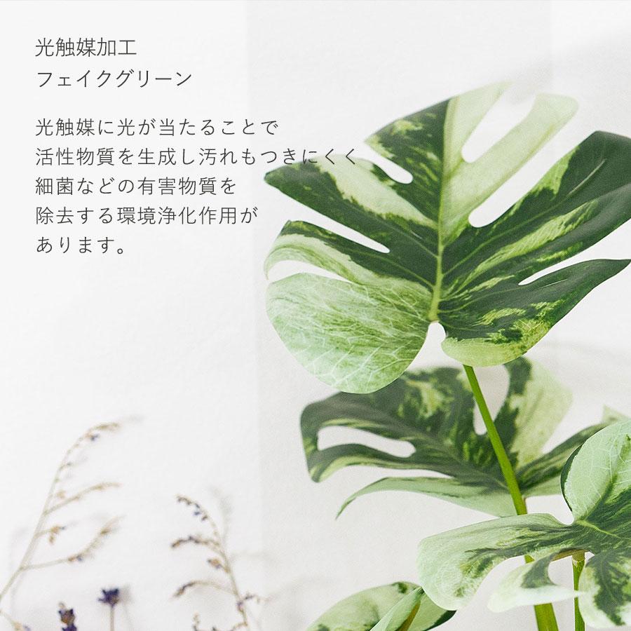 モンステラ バリエガータ セメントポット フェイクグリーン : 花と