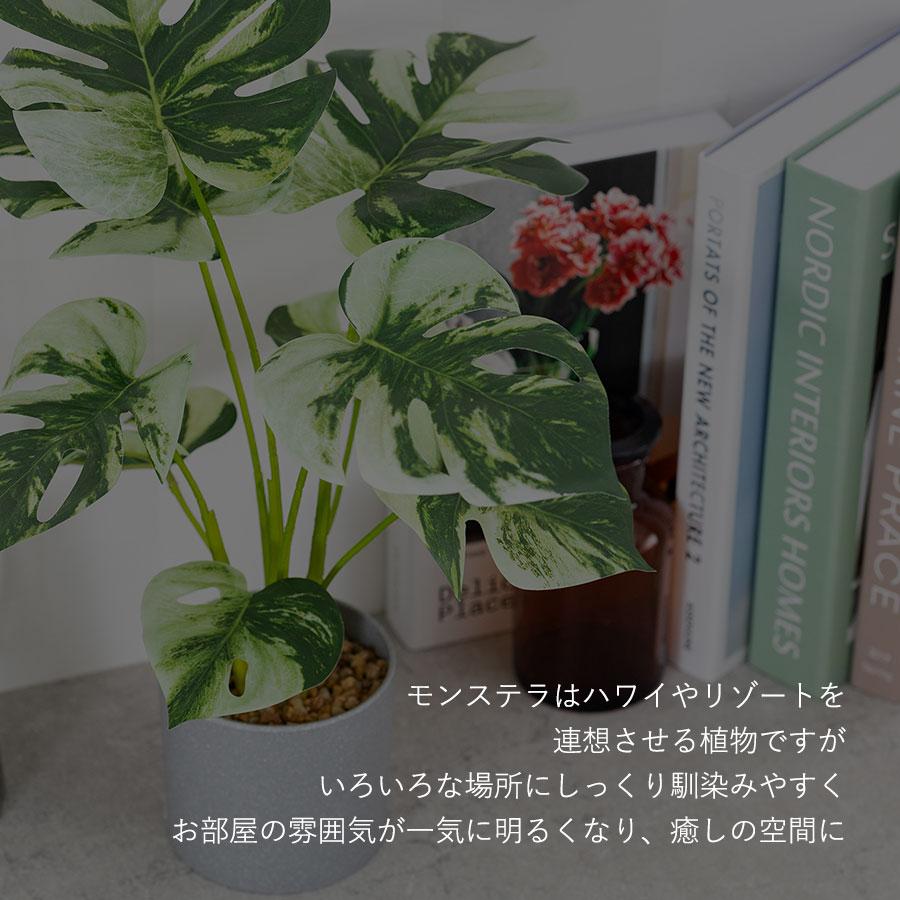 モンステラ バリエガータ セメントポット フェイクグリーン : 花と
