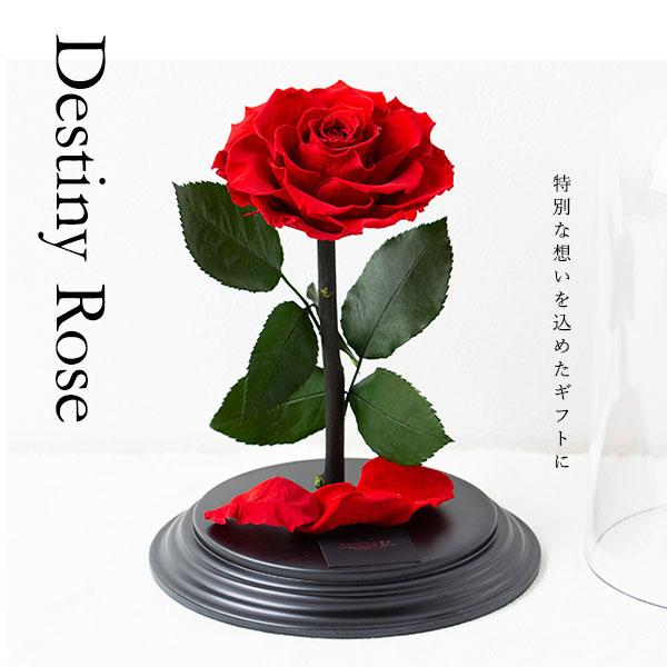 プリザーブドフラワー付きギフト 2点 プリザーブドフラワー 運命を繋ぐ赤花 Destiny*Rose 花 ローズ