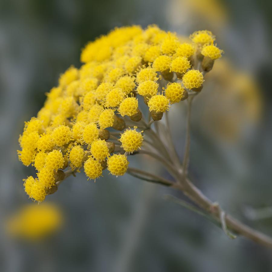 FLORIHANA（フロリハナ） 公式 ヘリクリサム (イモーテル) 精油