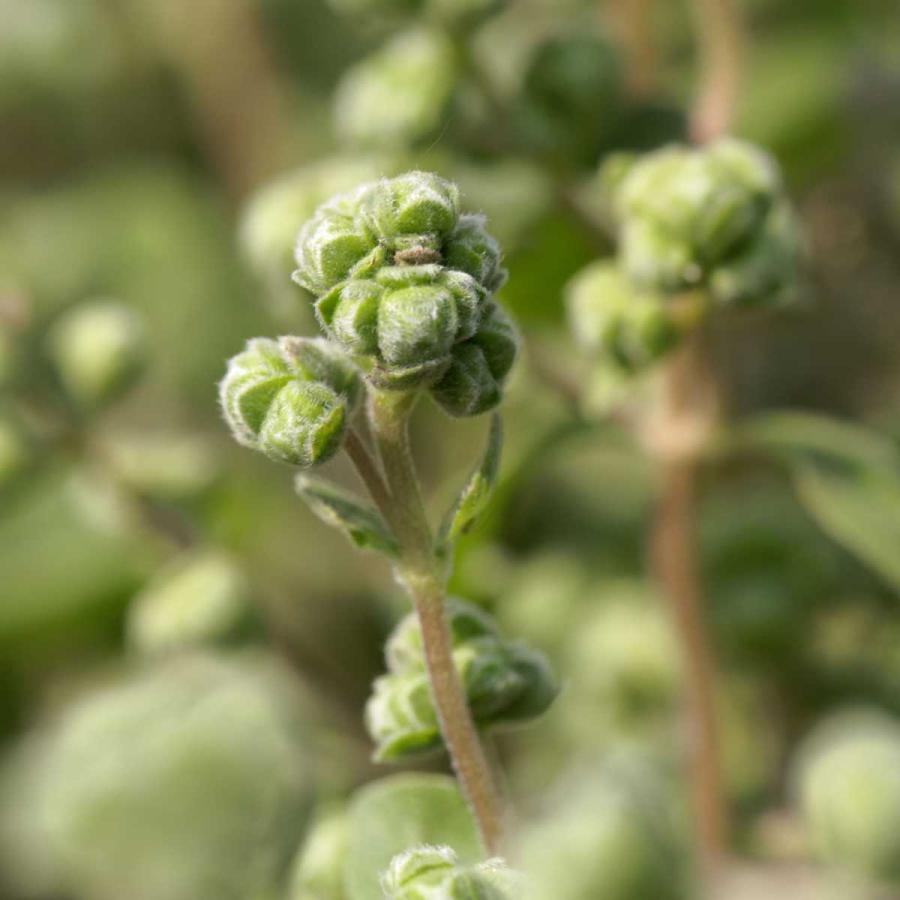 高評価なギフト オーガニック スイートマジョラム 5g 5 65ml エッセンシャルオイル 精油 アロマオイル 無添加 ピュア 天然 Florihana アロマテラピー