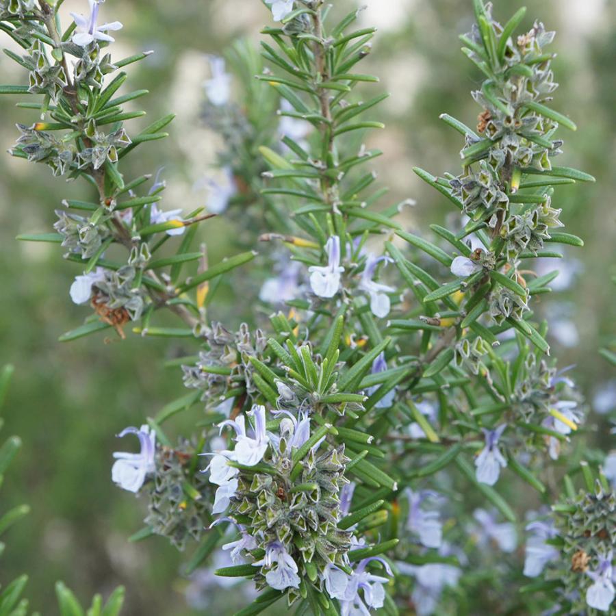 ラベンダー ベラ オーガニック 15g 真正ラベンダー アングスティフォリア フロリハナ 精油 エッセンシャルオイル 75 Off