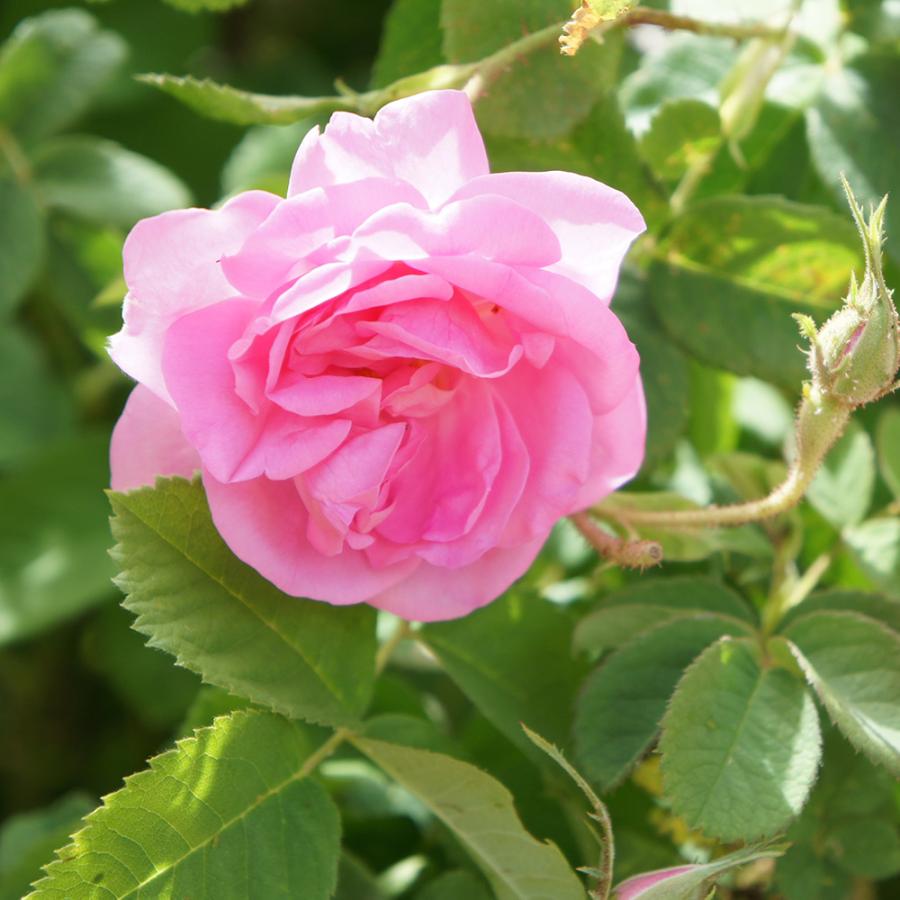 公式 オーガニック ローズセンティフォリアウォーター 1000ml バラ水 アロマ フローラルウォーター 芳香蒸留水 無添加 ハーブウォーター ローズ 化粧水