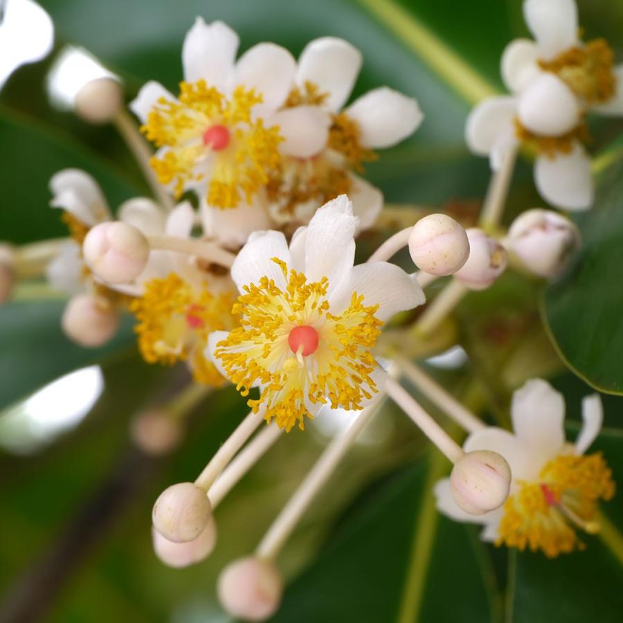 オーガニック カロフィラム タマヌ 0ml バージン 未精製 植物油 キャリアオイル ベースオイル スキンケア ピュア 天然 無添加 Florihana Flv011 0ml フロリハナ 通販 Yahoo ショッピング