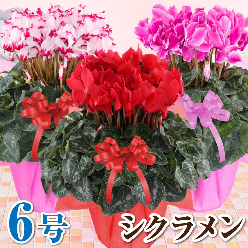 シクラメン 6号 花鉢 お歳暮 クリスマス プレゼント | ブランド登録なし