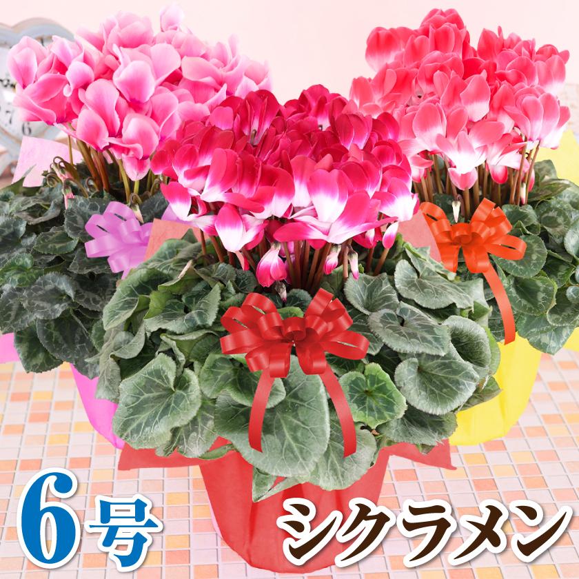 シクラメン 6号 花鉢 品種で選べる お歳暮 クリスマス プレゼント