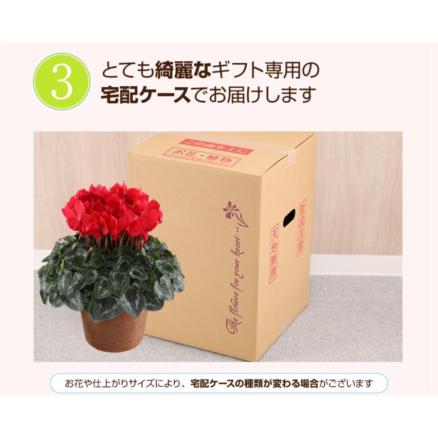 シクラメン 6号 花鉢 お歳暮 クリスマス プレゼント | ブランド登録なし | 12