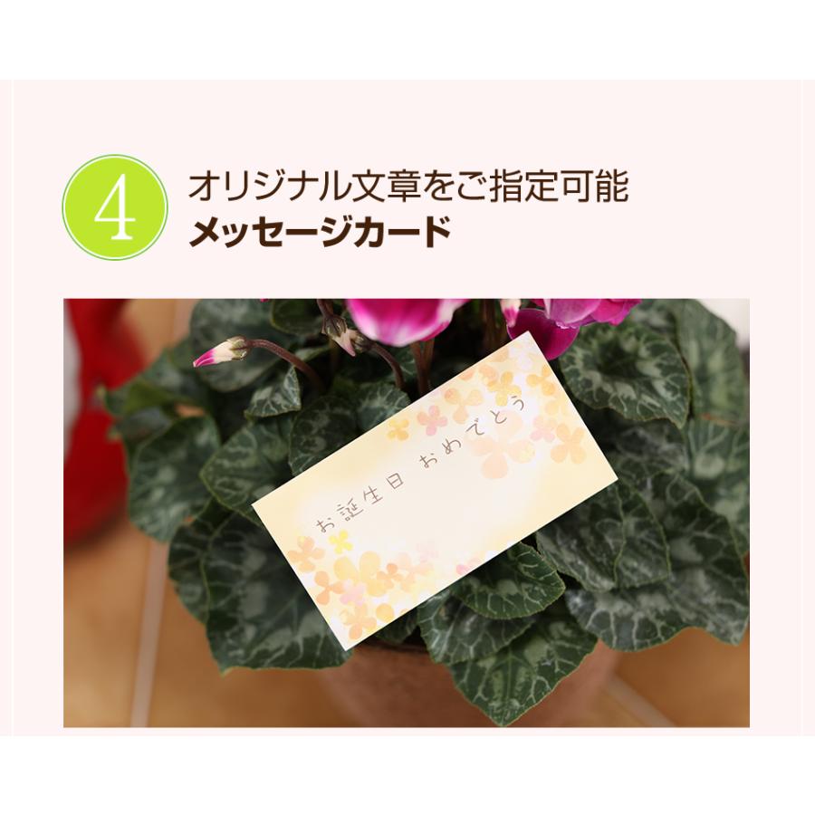 シクラメン 6号 花鉢 お歳暮 クリスマス プレゼント | ブランド登録なし | 13