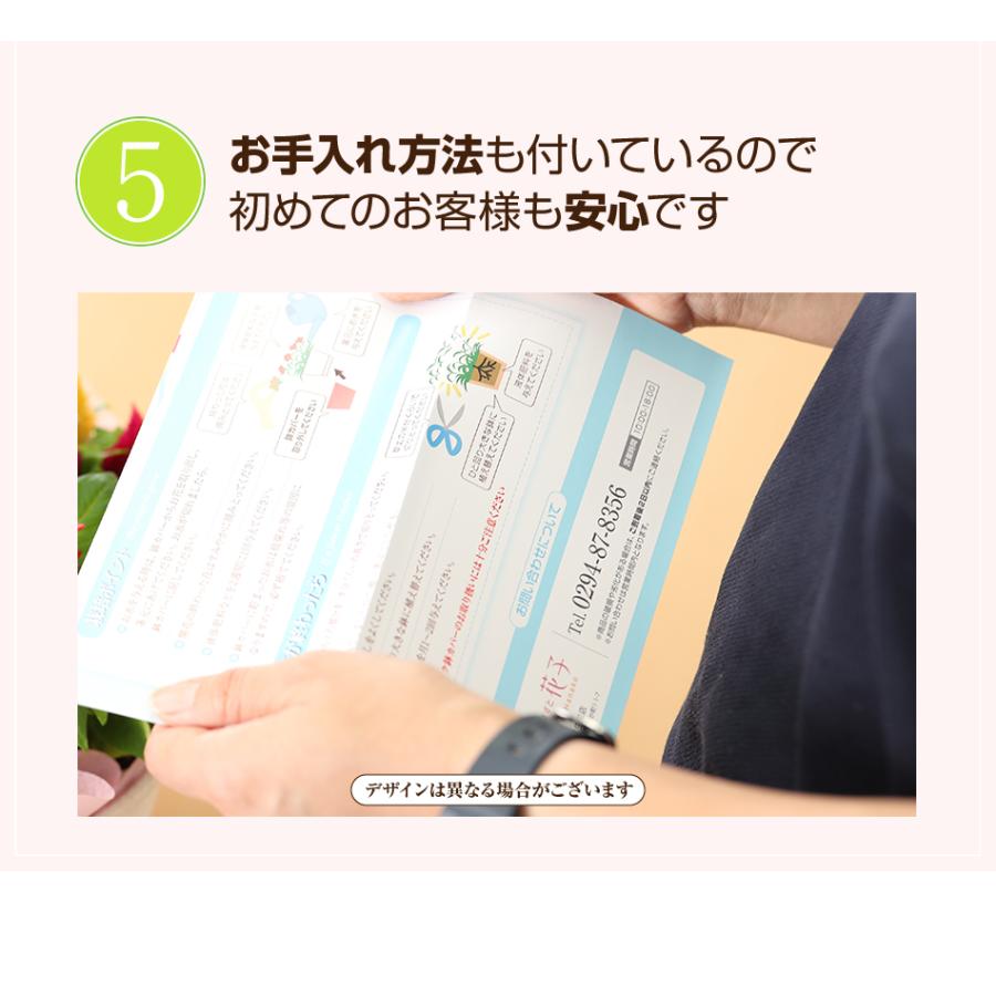 シクラメン 6号 花鉢 お歳暮 クリスマス プレゼント | ブランド登録なし | 14