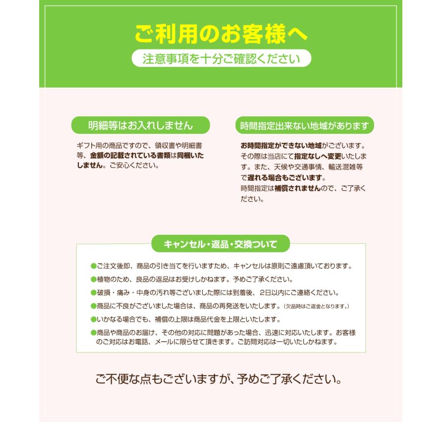 シクラメン 6号 花鉢 お歳暮 クリスマス プレゼント | ブランド登録なし | 16