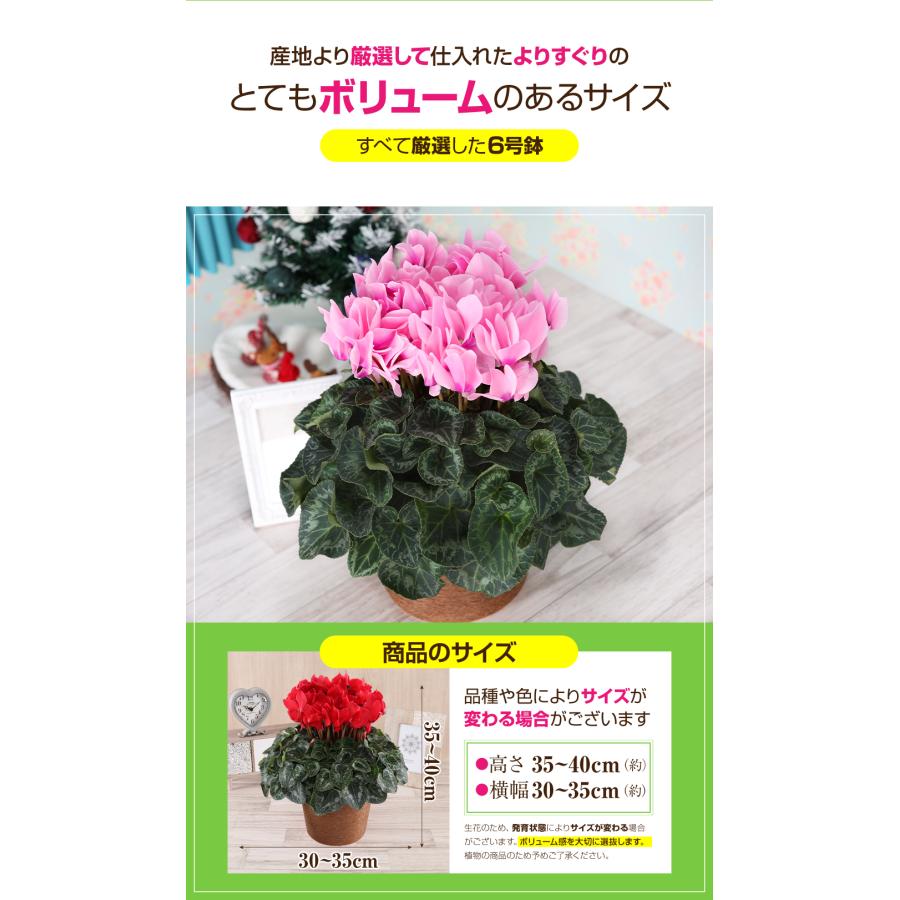 シクラメン 6号 花鉢 お歳暮 クリスマス プレゼント | ブランド登録なし | 03