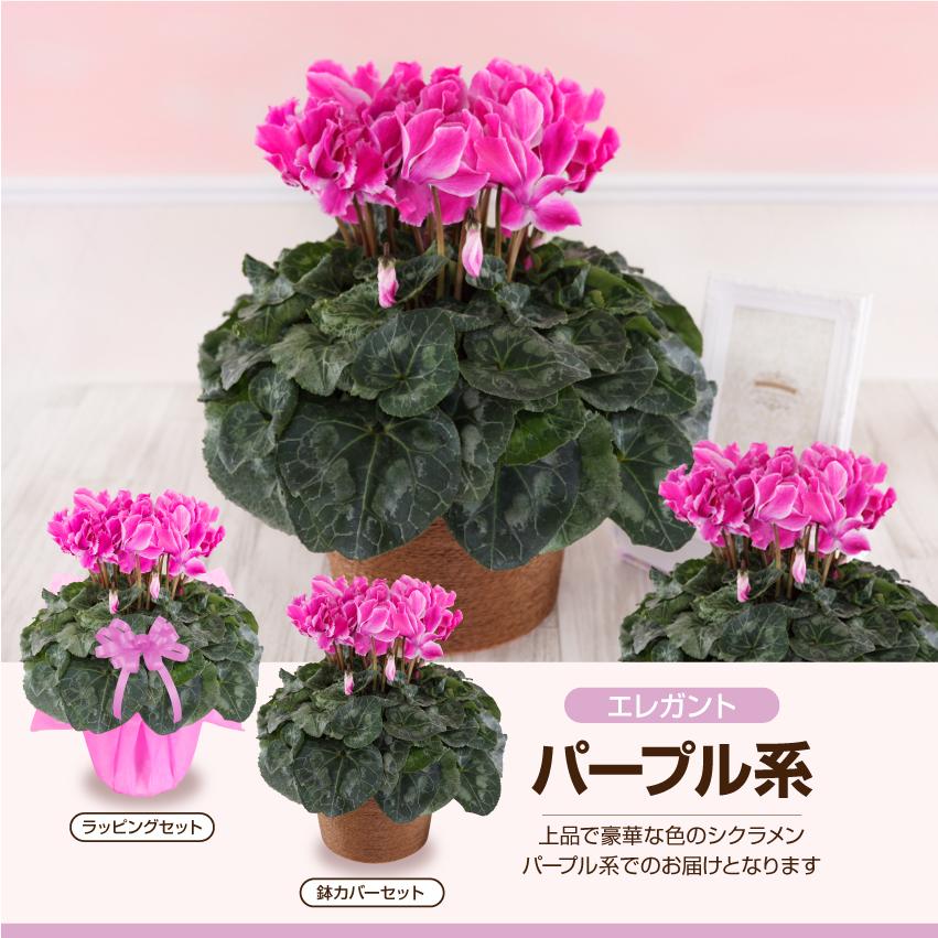 シクラメン 6号 花鉢 お歳暮 クリスマス プレゼント | ブランド登録なし | 07