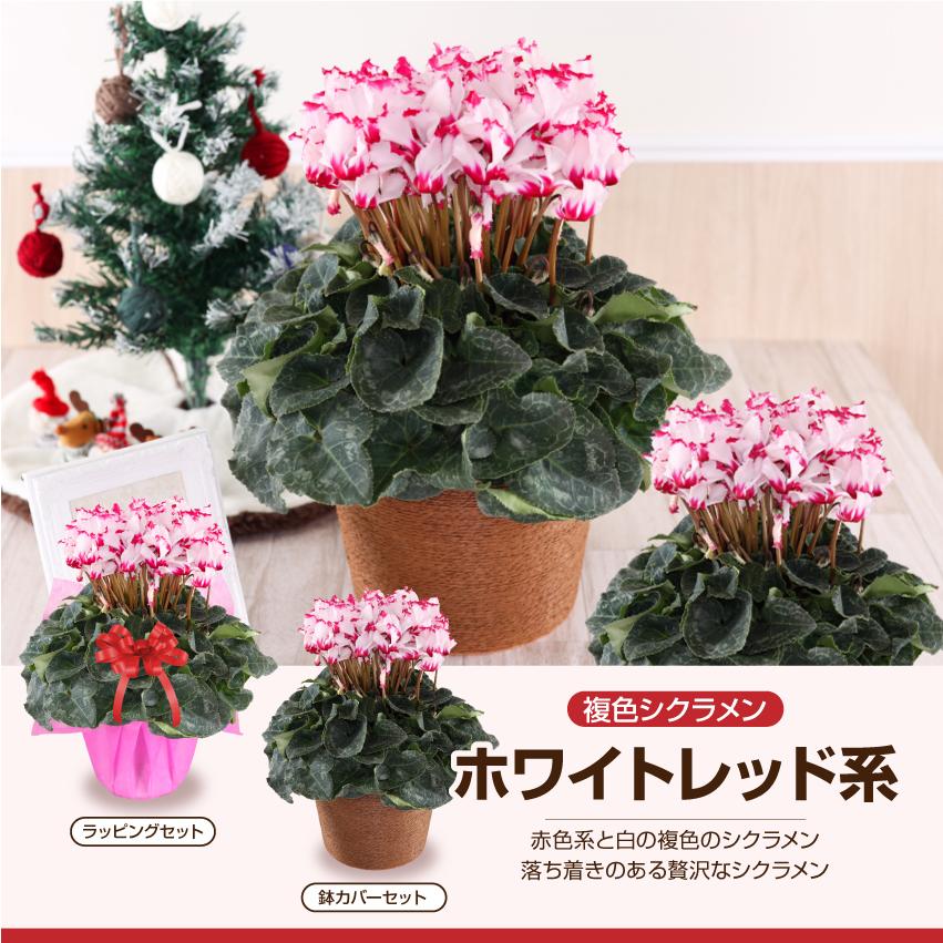 シクラメン 6号 花鉢 お歳暮 クリスマス プレゼント | ブランド登録なし | 08