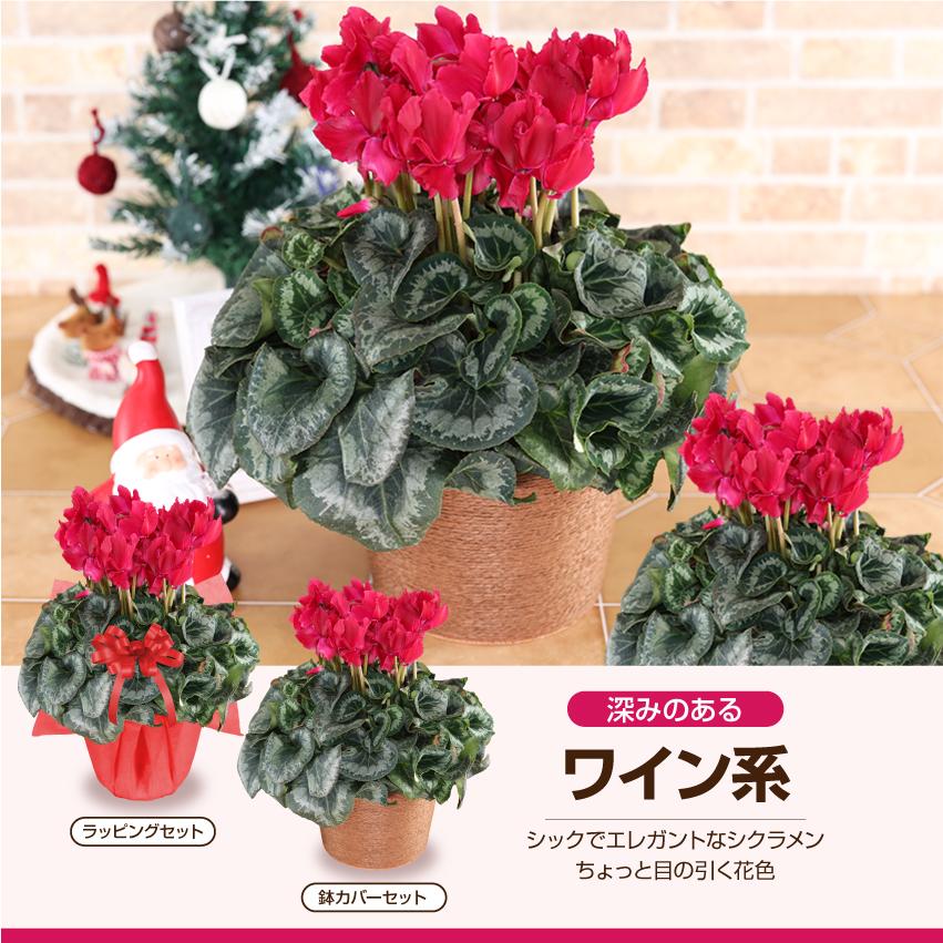 シクラメン 6号 花鉢 お歳暮 クリスマス プレゼント | ブランド登録なし | 09
