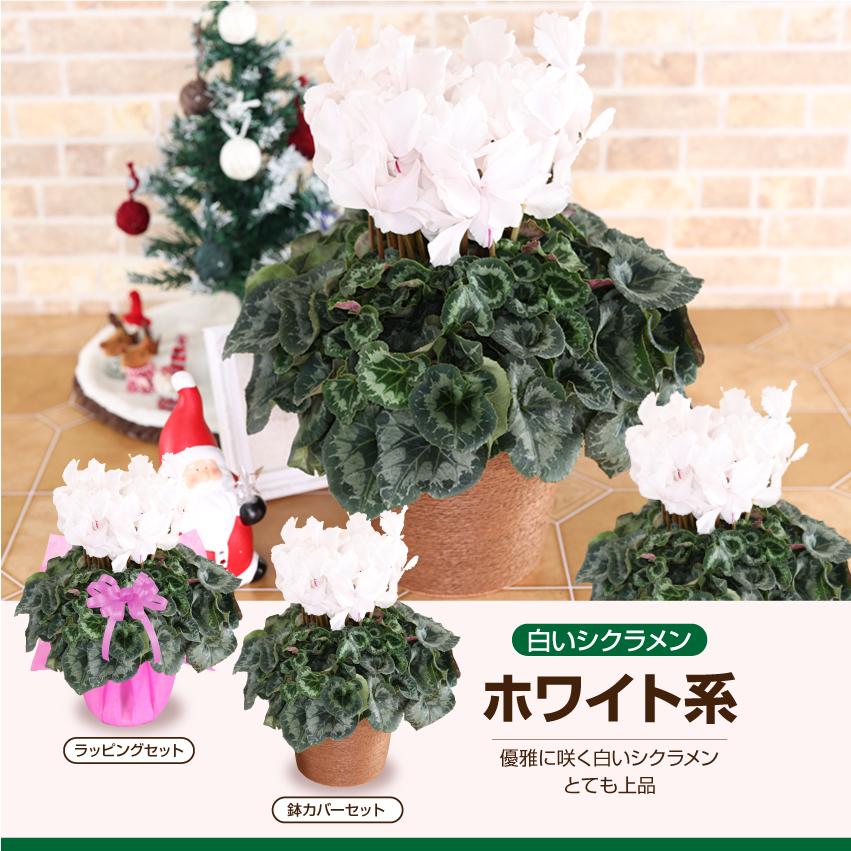 シクラメン 6号 花鉢 お歳暮 クリスマス プレゼント | ブランド登録なし | 10