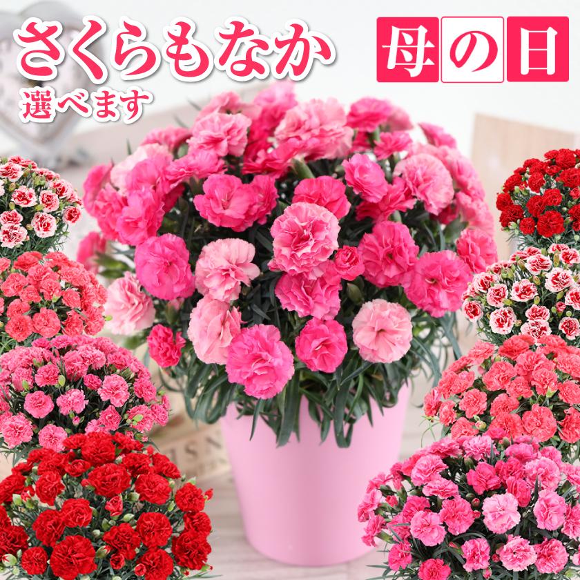 母の日 2026 カーネーション 鉢花 5号 母の日 花 ギフト（Yahoo!・ふろーりすと花子）