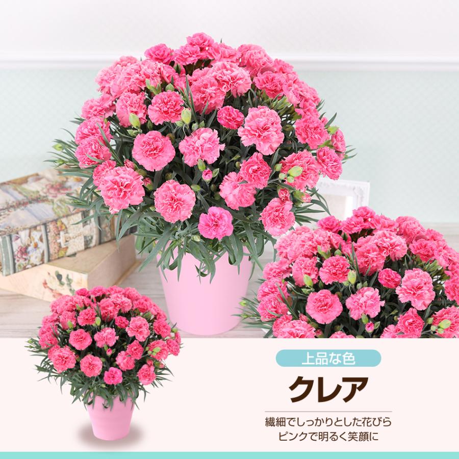 母の日 2026 カーネーション 鉢花 5号 花 ギフト : ふろーりすと花子