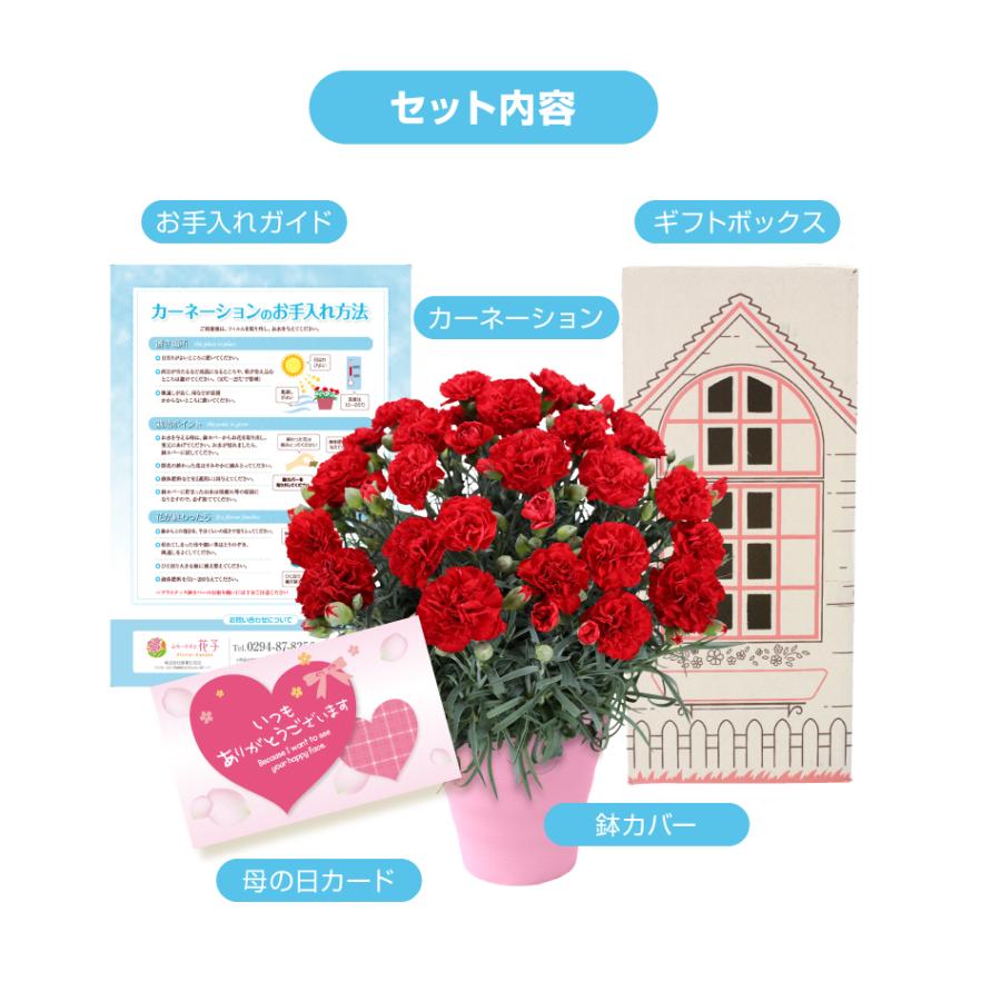 母の日 2026 カーネーション 鉢花 5号 花 ギフト : ふろーりすと花子