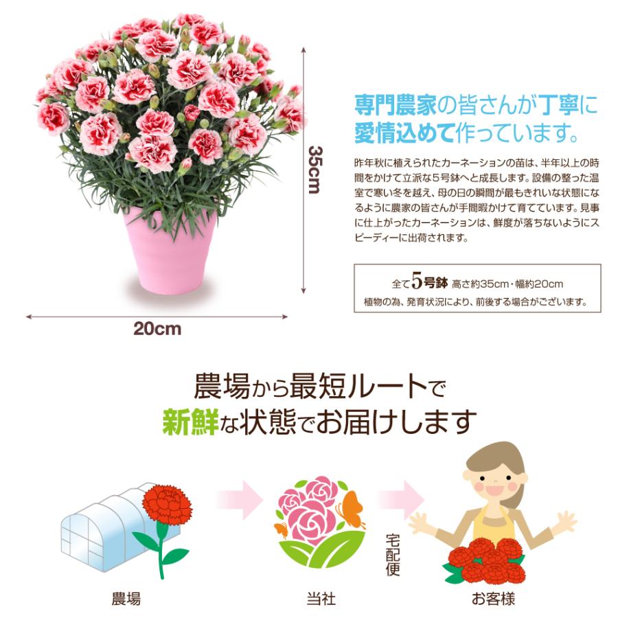 母の日 2026 カーネーション 鉢花 5号 花 ギフト : ふろーりすと花子