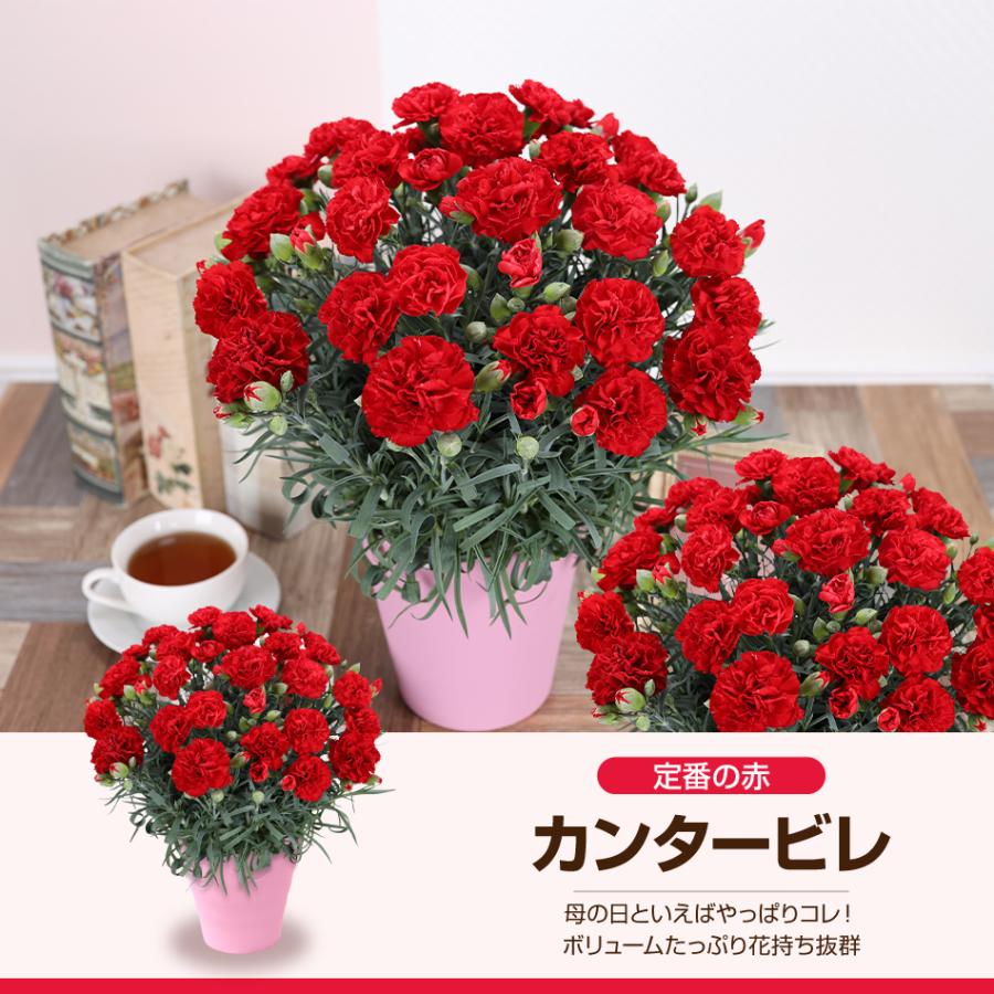母の日 2026 カーネーション 鉢花 5号 花 ギフト : ふろーりすと花子