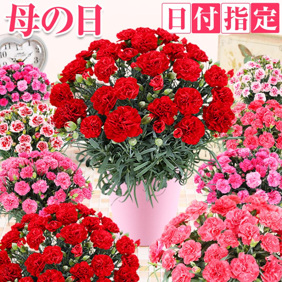 母の日 2026 カーネーション 鉢花 5号 母の日 花 ギフト（Yahoo!・ふろーりすと花子）