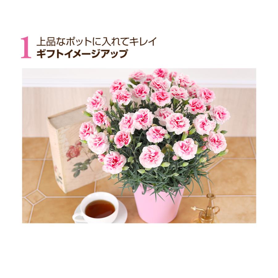 母の日 2026 カーネーション 鉢花 5号 花 ギフト : ふろーりすと花子