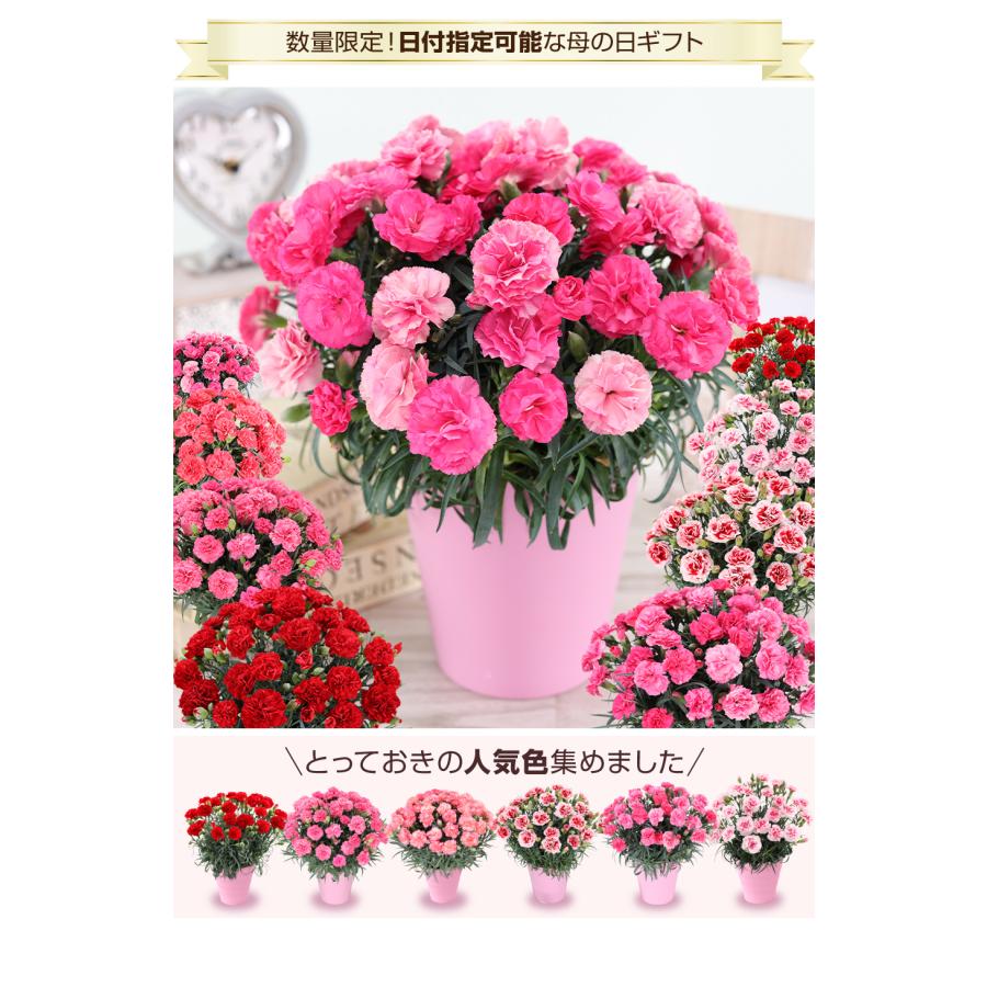 母の日 2026 カーネーション 鉢花 5号 花 ギフト : ふろーりすと花子