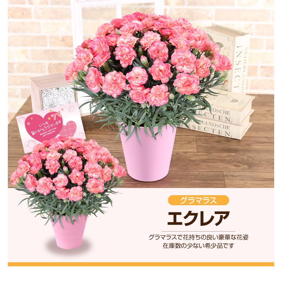 母の日 2026 カーネーション 鉢花 5号 花 ギフト : ふろーりすと花子