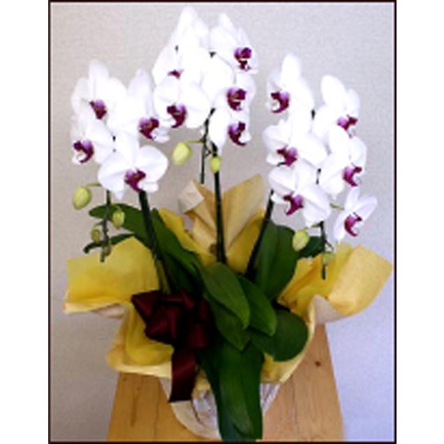 人気ショップが最安値挑戦 胡蝶蘭３本立 18輪 21輪 3an 花ギフト フローリスト カノシェ 通販 Yahoo ショッピング 限定製作 Juiceboxdotcom Com