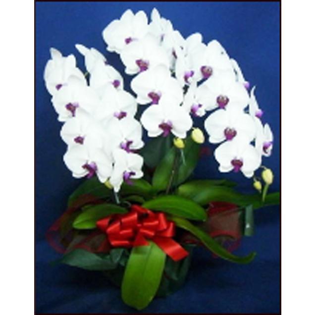 即納最大半額 胡蝶蘭３本立 24輪 27輪 3bn 花ギフト フローリスト カノシェ 通販 Yahoo ショッピング 数量は多 Mobile Scotturb Com