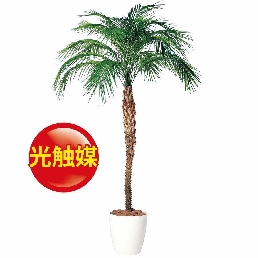 超目玉 人工観葉植物 光触媒 フェニックス ロベレニー 0 300 器 Rp 370 フェイクグリーン イミテーション インテリア リゾート 店舗 18ds 爆売り Ccblindsanddesign Com