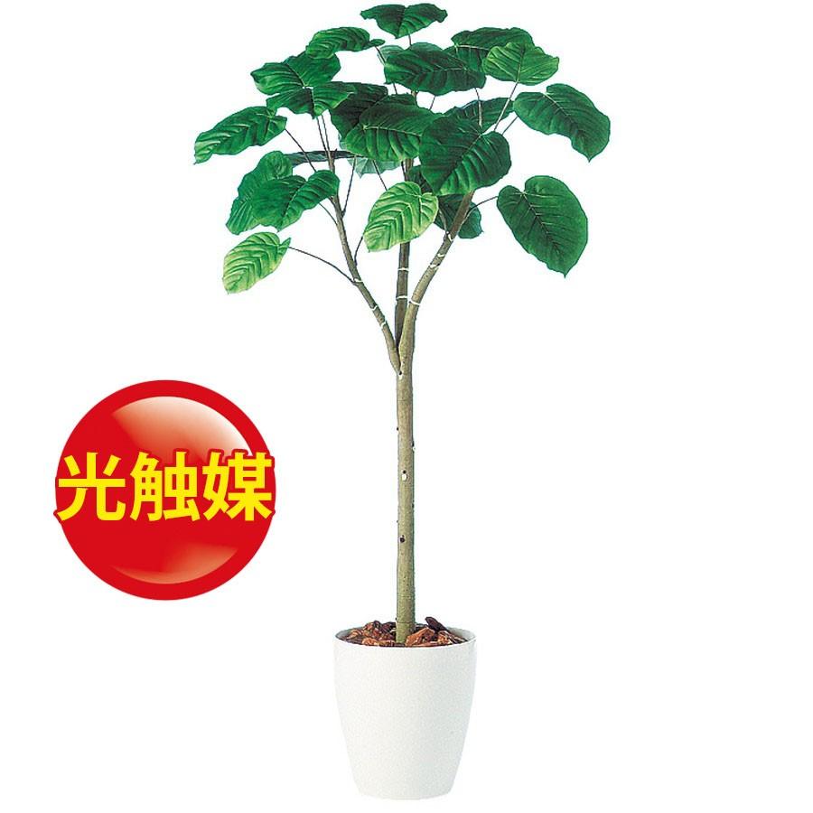 最新人気 人工観葉植物 光触媒 ウンベラータ 150 器 Rp 265 フェイクグリーン イミテーション インテリア 開店祝 新築祝 敬老の日 造花 18ds o ランドセル フロロ 通販 Yahoo ショッピング 激安単価で Jeannesauve Org