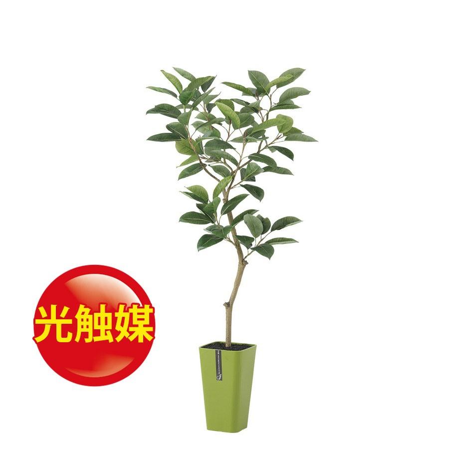 人工観葉植物 光触媒 デゴラゴム FST150（器:Jena 8(GR)）91609｜フェイクグリーン イミテーション インテリア 開店祝 新築祝 敬老の日 造花《2018ds》