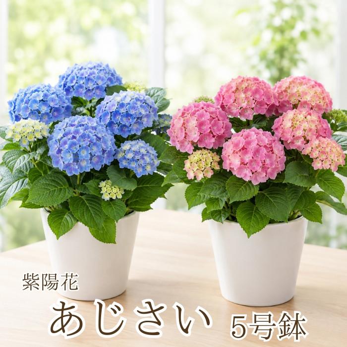 2026年6月】紫陽花（植木鉢）（日持ちが非常に良い）のおすすめ人気