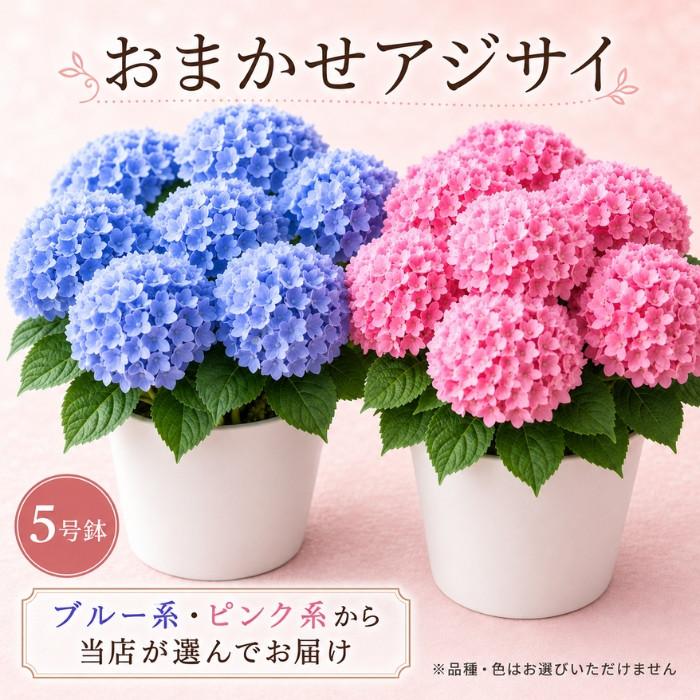 あじさい 紫陽花 アジサイ 5号 5寸 5号鉢 選べる種類 おまかせ 鉢植え
