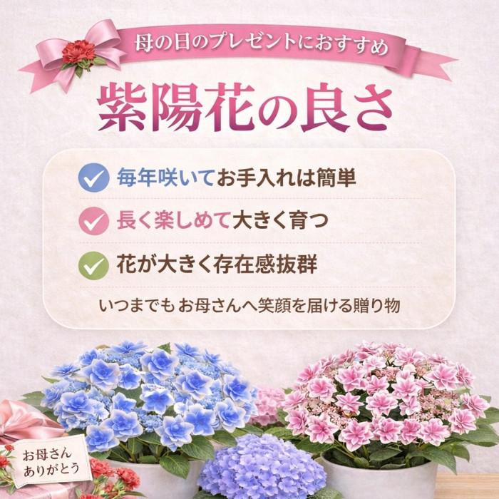 あじさい 紫陽花 アジサイ 5号 5寸 5号鉢 選べる種類 おまかせ 鉢植え