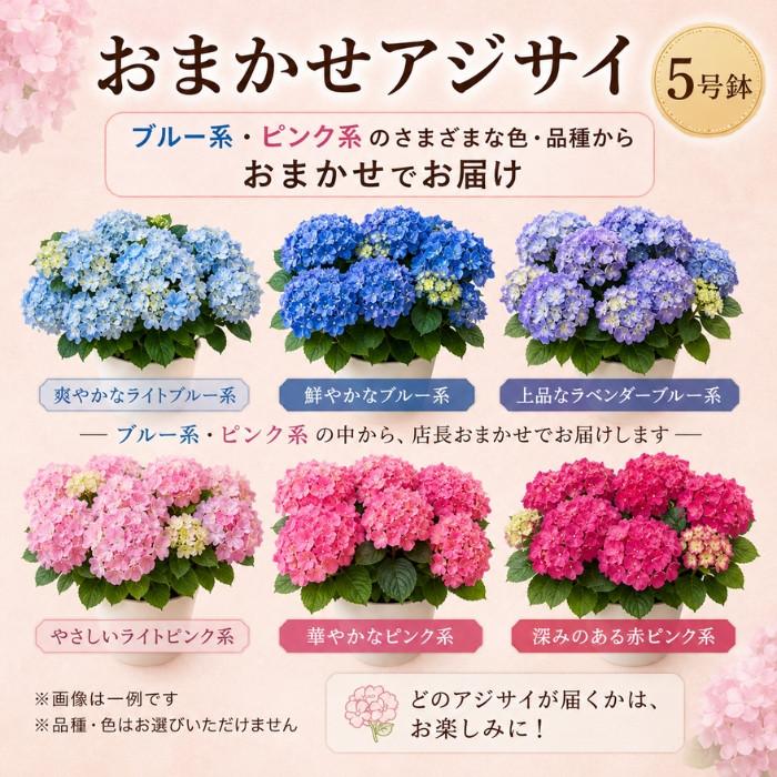 あじさい 紫陽花 アジサイ 5号 5寸 5号鉢 選べる種類 おまかせ 鉢植え