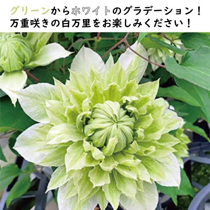 クレマチス テッセン 母の日 白万里 5号 5寸 ５号鉢｜flower-aalsmeer｜02