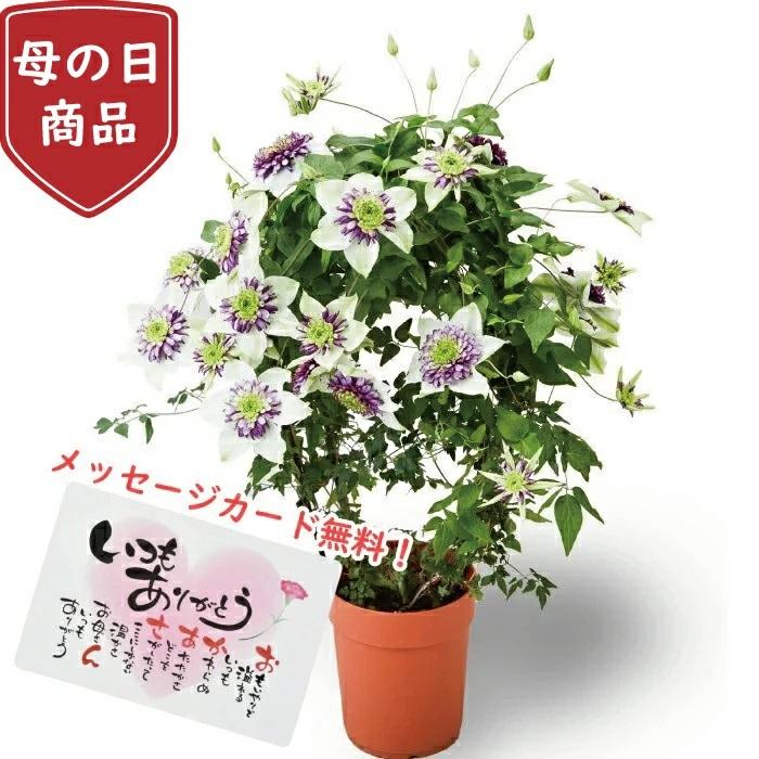 クレマチス テッセン 母の日 ビエネッタ 5号 5寸 5号鉢 : フラワー