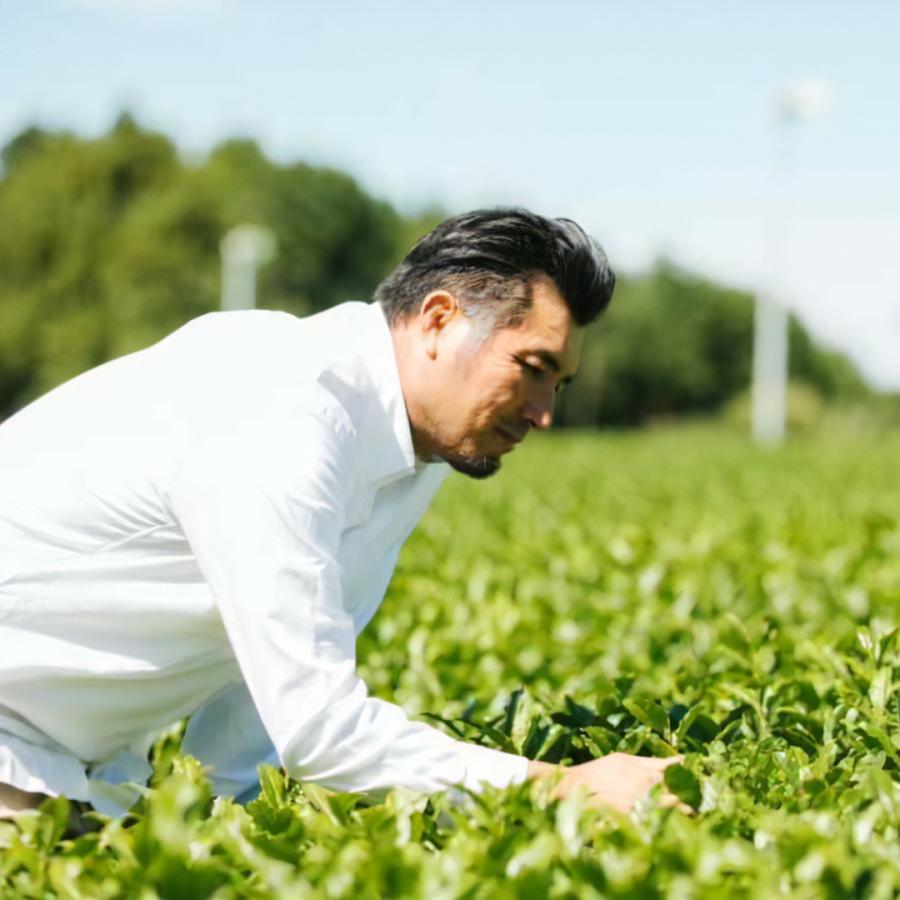 そのぎ茶 大河の掬(たいがのすくい)-極上- 1パック 極上茶 日本一 生産