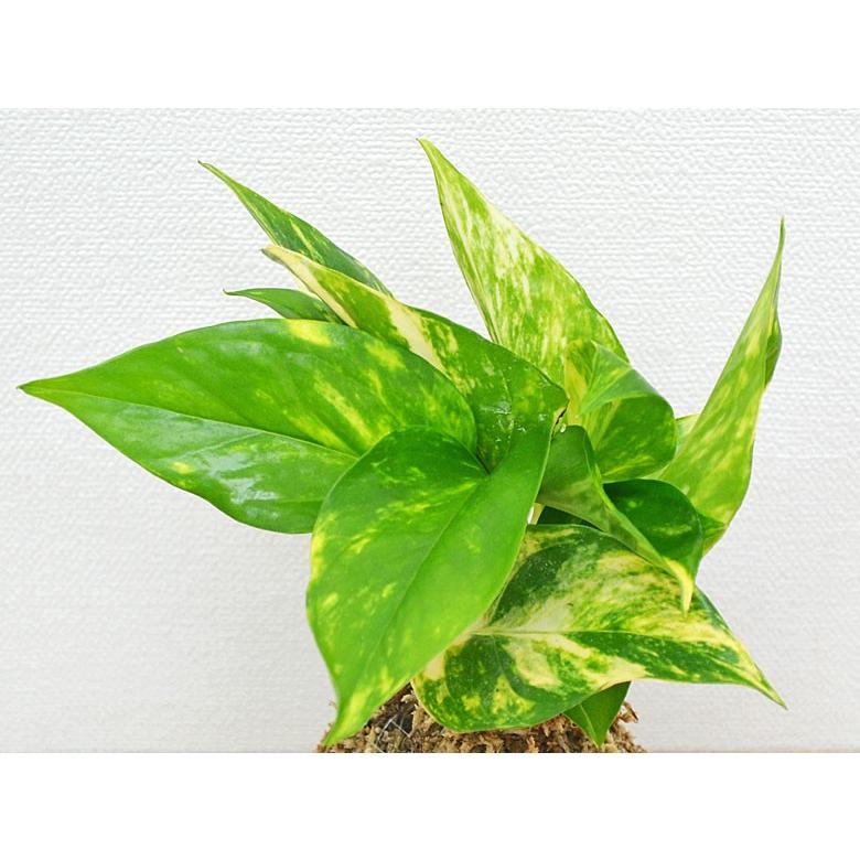 観葉植物苔玉 ポトス オウゴンカズラ 陶器皿付き コケ おしゃれ 和 Kkan フラワーコーポレーション 通販 Yahoo ショッピング