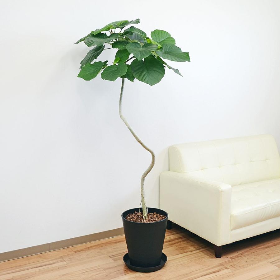 観葉植物 ウンベラータ フィカス 大型 らせん曲がり仕立て カーブ 立体 おしゃれ お祝い 10号ブラックセラート鉢植え Lkan フラワーコーポレーション 通販 Yahoo ショッピング