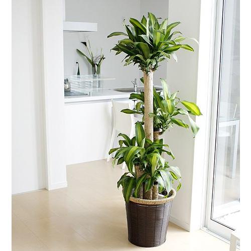 大型鉢 THE LITTLE BAR OF FLOWERS 観葉植物　鉢カバー 大鉢(10号)用鉢カバー ダークブラウン : フラワーコーポレーション