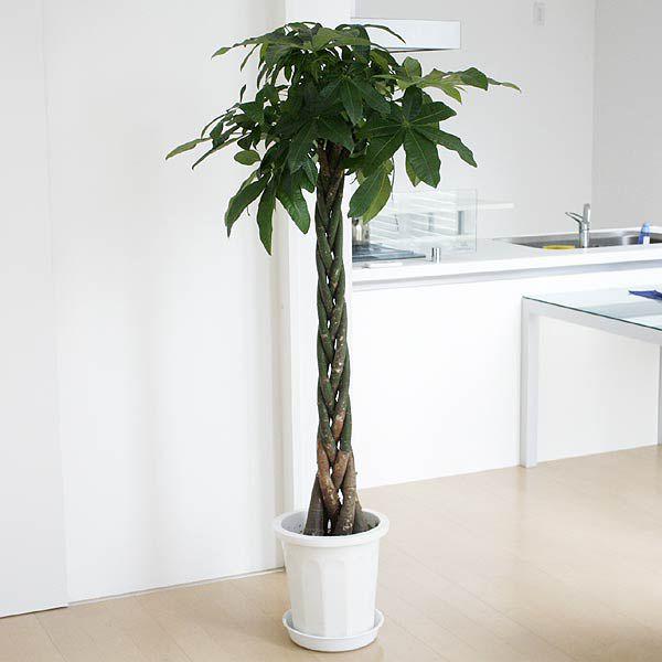 輝く高品質な 観葉植物 パキラ おしゃれ 大型 お祝い 大鉢 10号 売れ筋 Jeannesauve Org