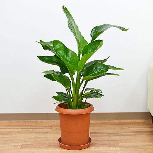 観葉植物 ストレリチア オーガスタ 中鉢 8号 Mkan フラワーコーポレーション 通販 Yahoo ショッピング