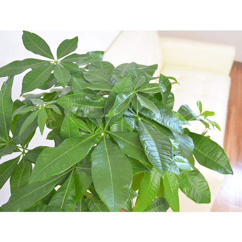 観葉植物 パキラ おしゃれ 大型 お祝い 8号 : フラワー